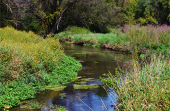 Wetland