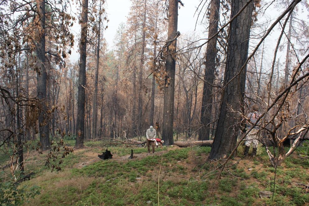 measuring carbon emissions